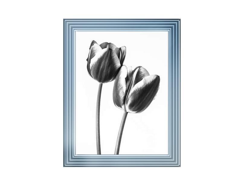 Tulips on white background