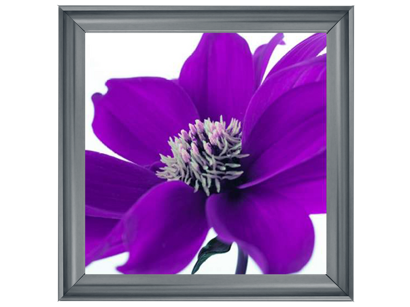 Purple Dahlia, Assaf Frank