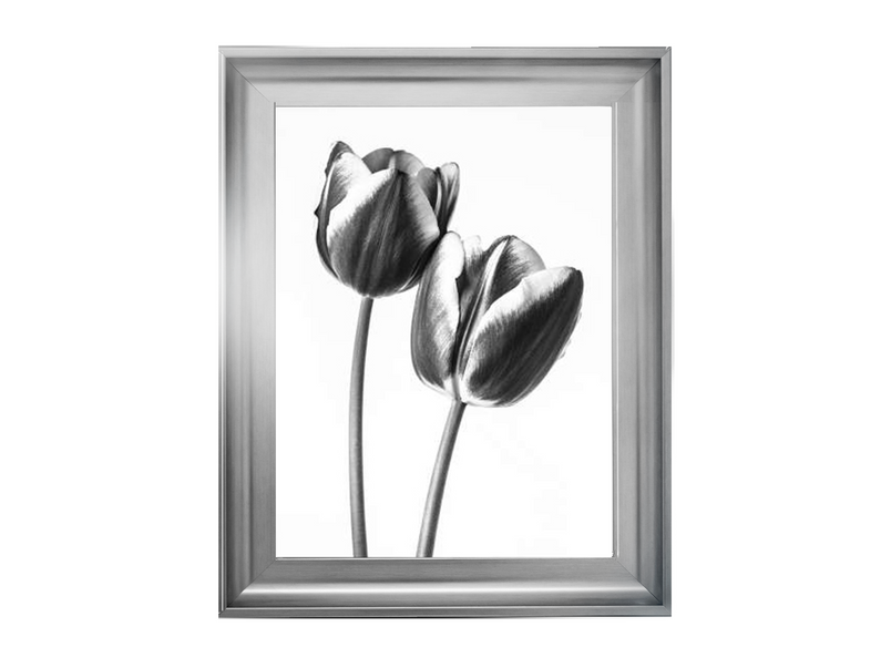 Tulips on white background
