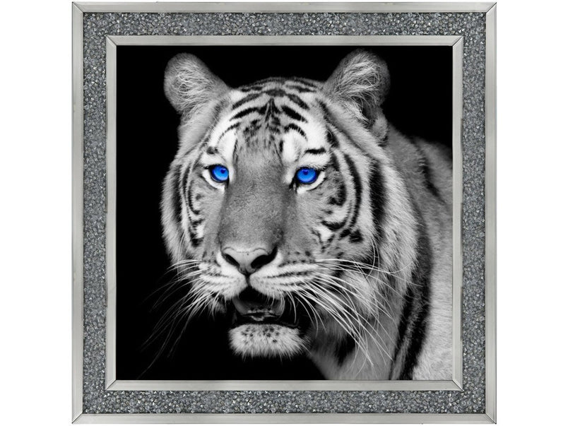 Black & White Tiger blue eyes