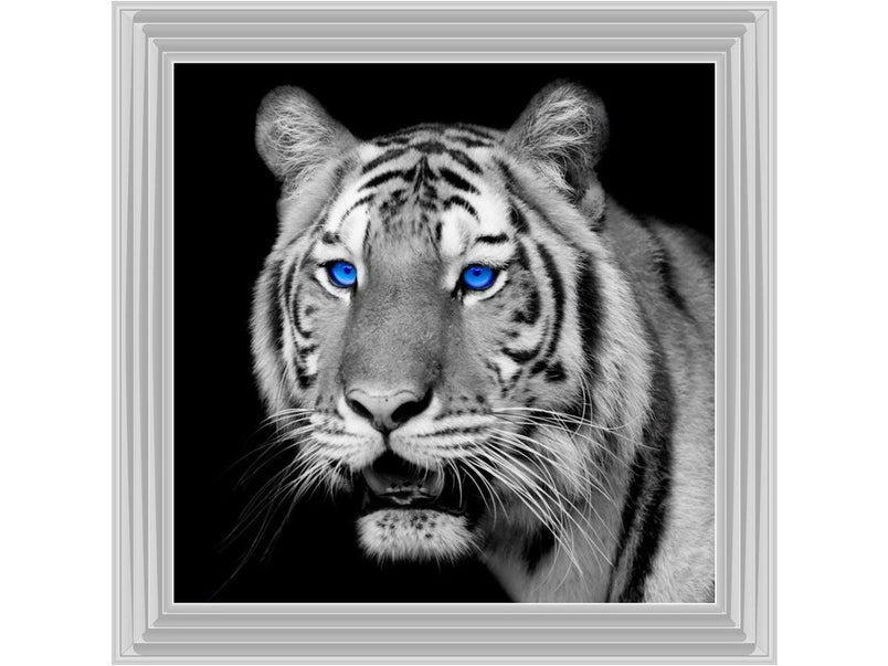 Black & White Tiger blue eyes