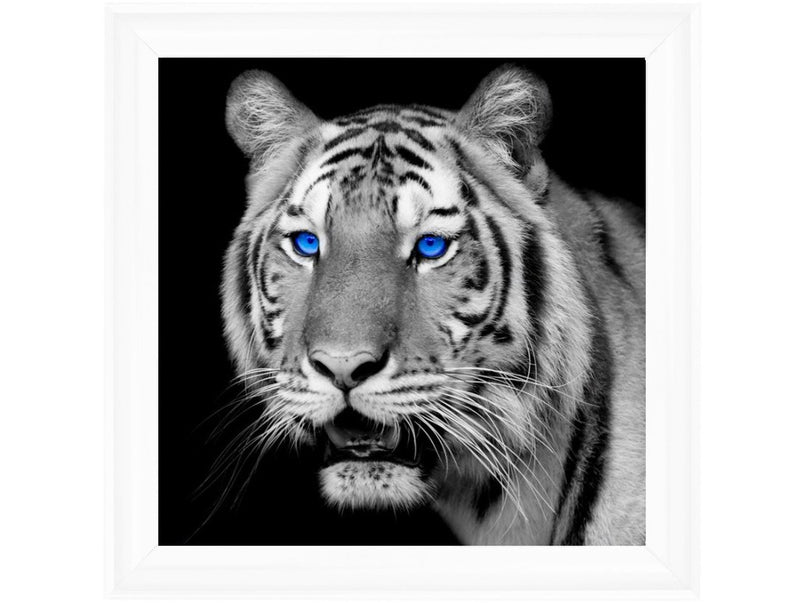 Black & White Tiger blue eyes