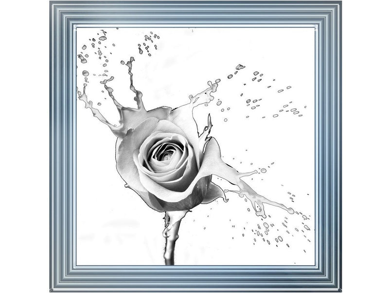 Rose Splash White