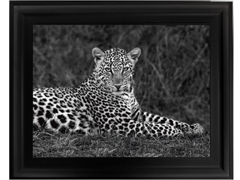 Leopard Monochrome