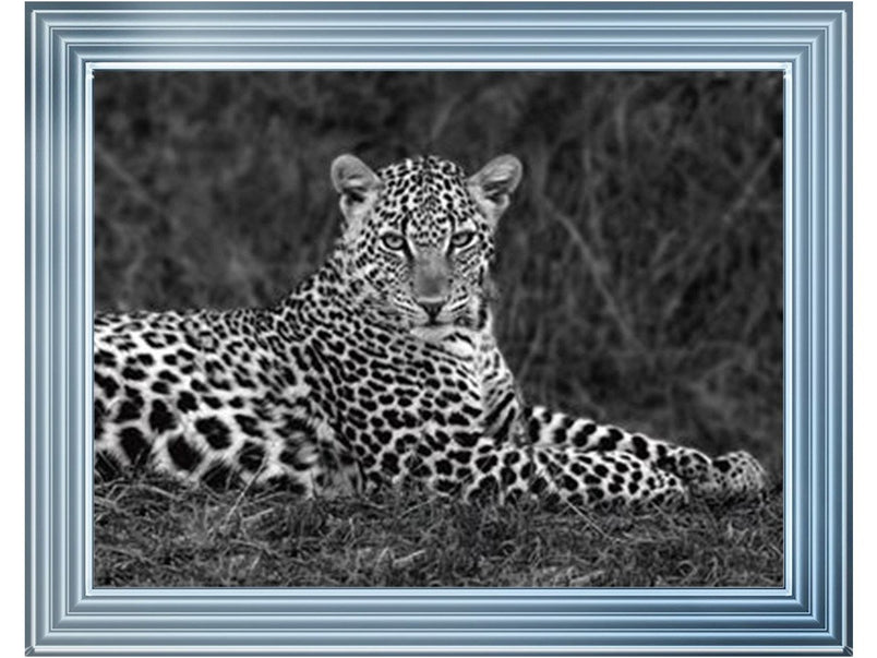 Leopard Monochrome