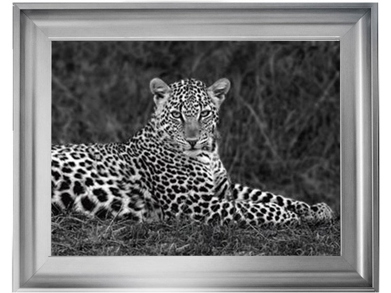 Leopard Monochrome