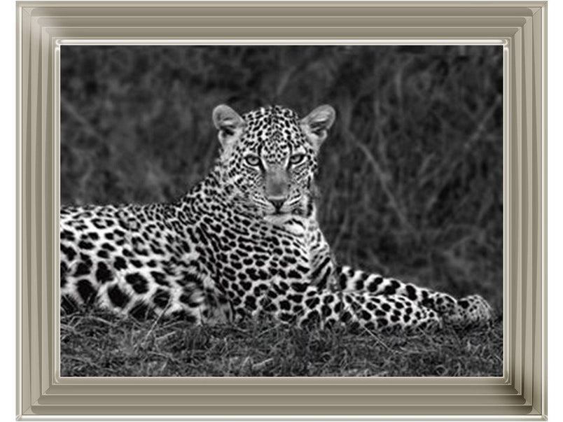 Leopard Monochrome