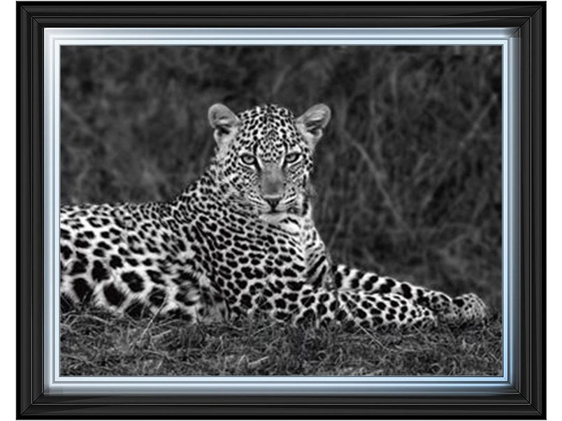 Leopard Monochrome