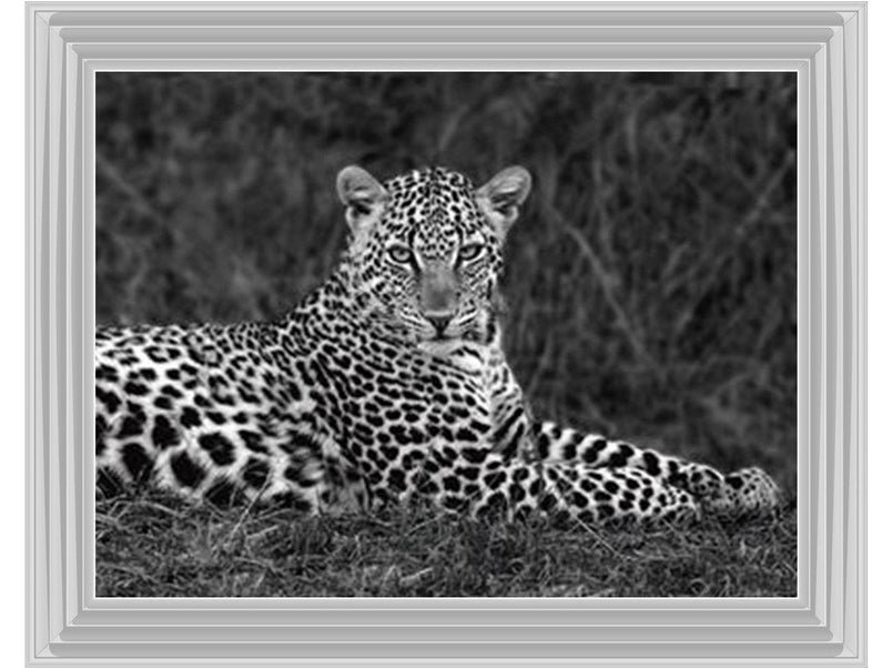 Leopard Monochrome