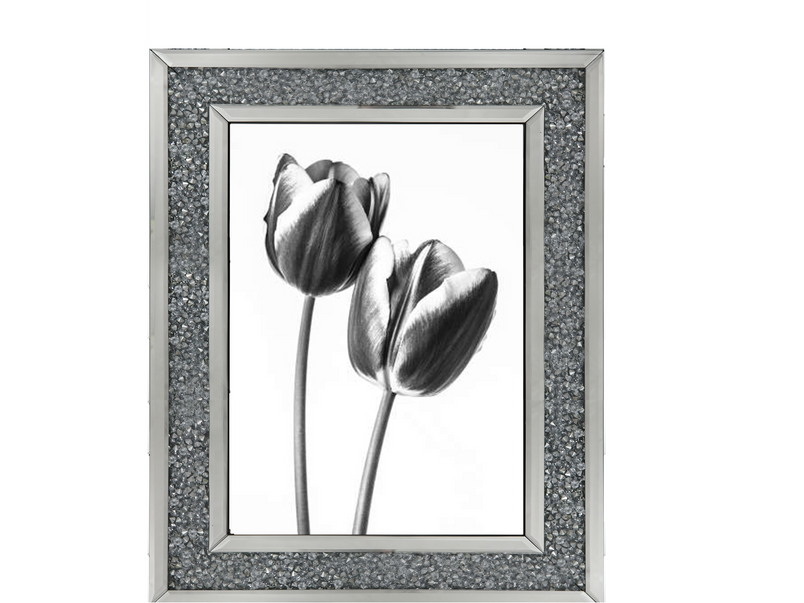 Tulips on white background