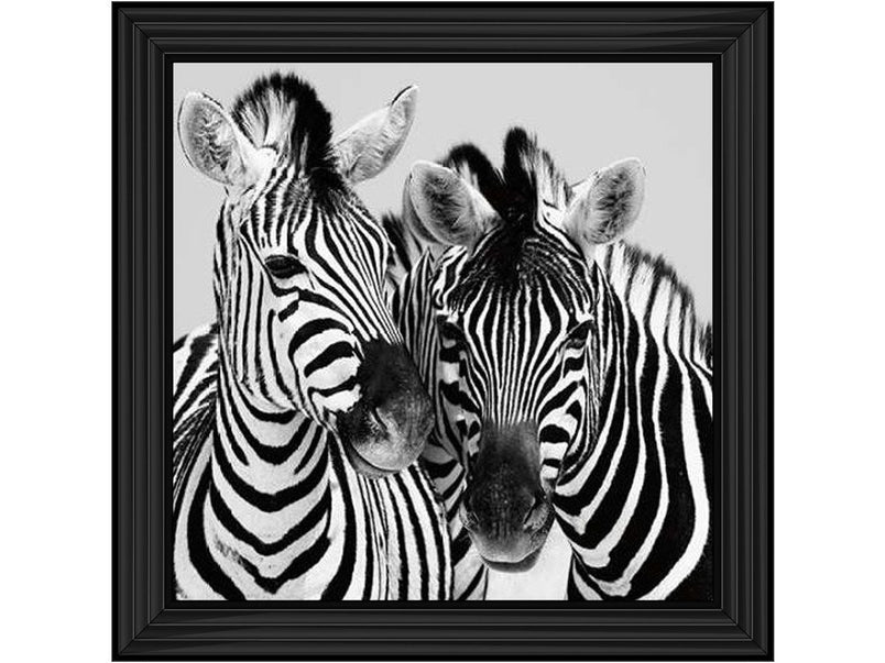 Zebra Duo HD