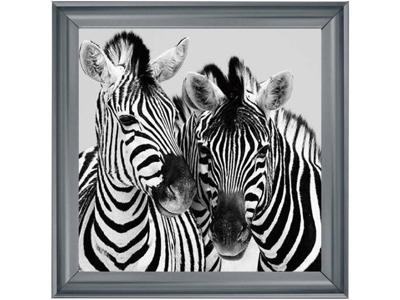 Zebra Duo HD