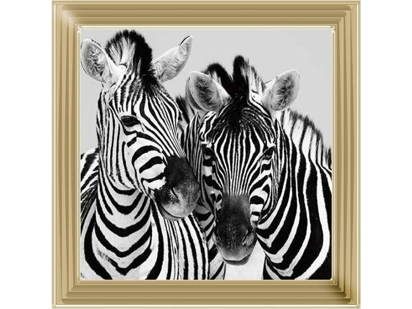 Zebra Duo HD