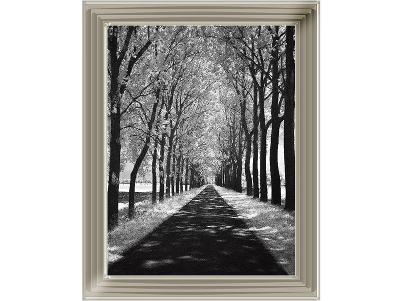 Trees in Winter Walkway Monochrome