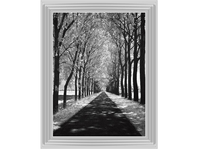 Trees in Winter Walkway Monochrome