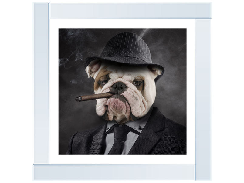 Gangster Bulldog (border)