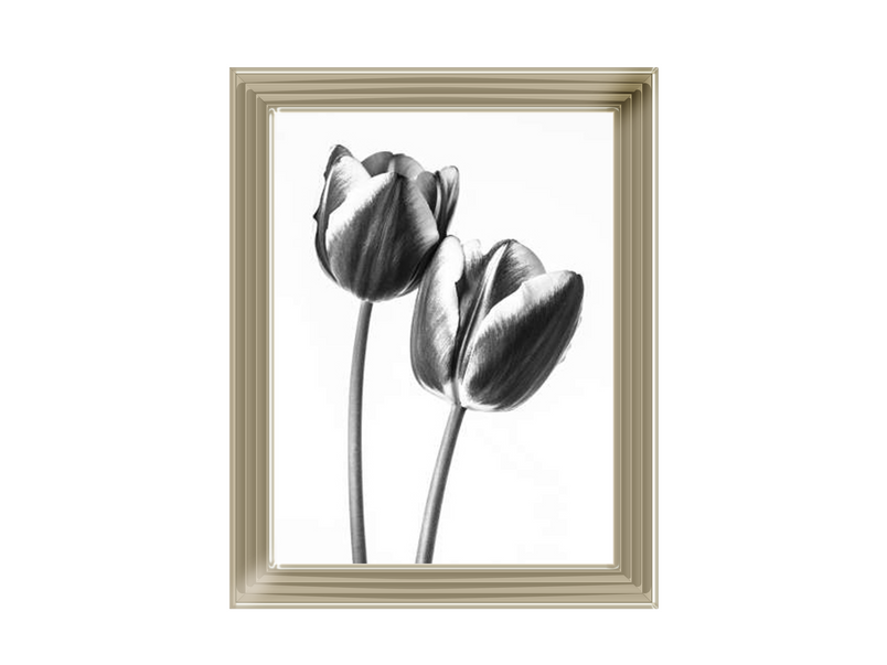Tulips on white background