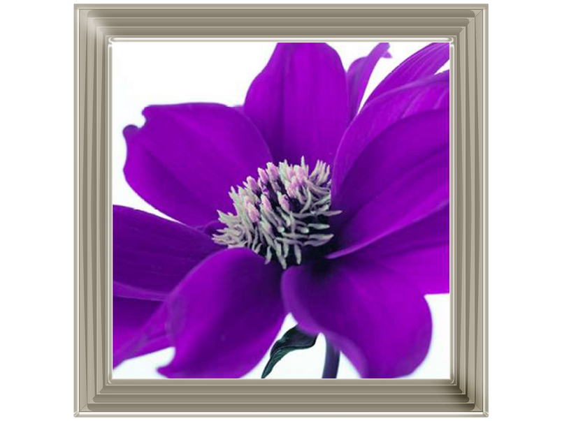 Purple Dahlia, Assaf Frank