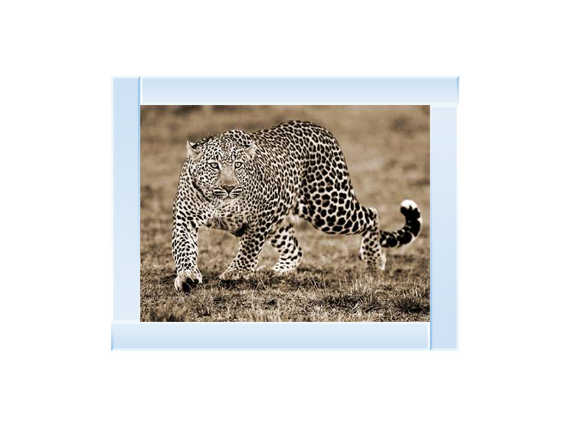 Sepia Cheetah