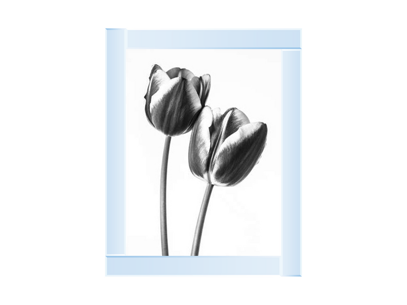 Tulips on white background