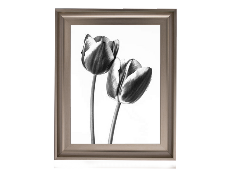 Tulips on white background