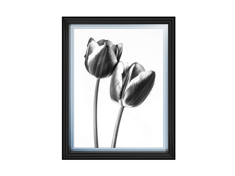 Tulips on white background
