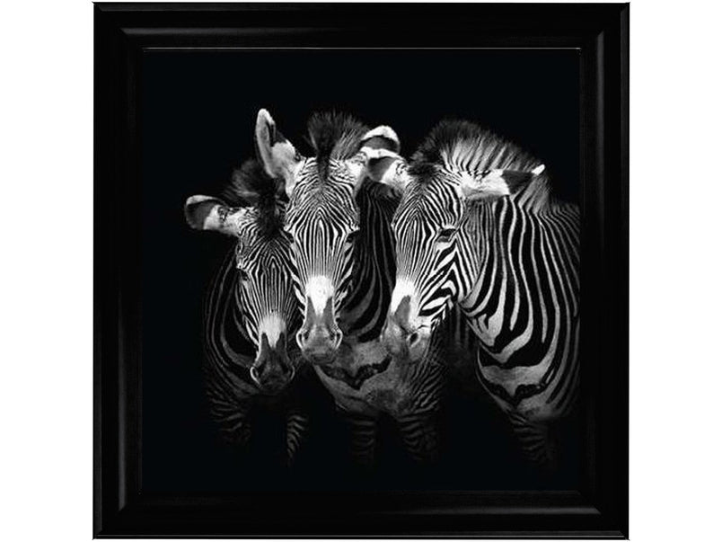 Zebra Triptych