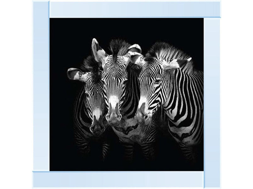 Zebra Triptych