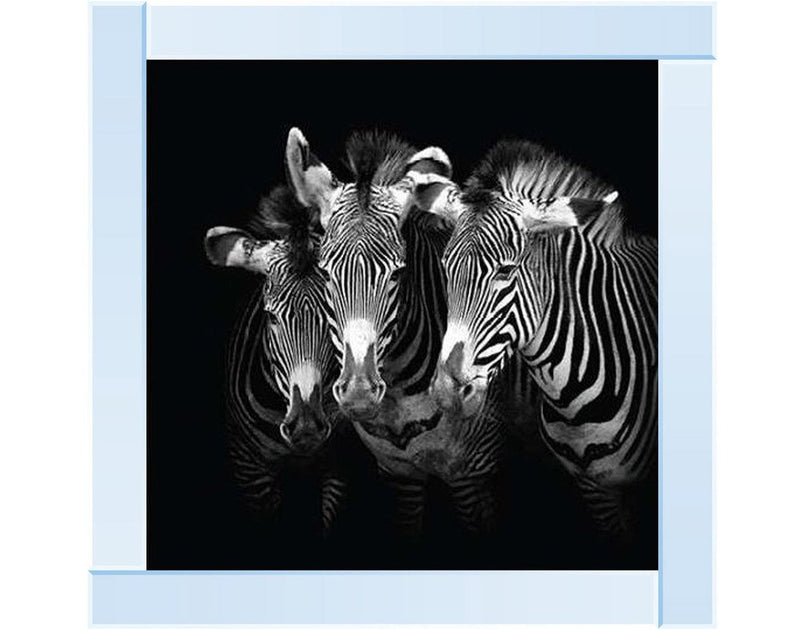 Zebra Triptych