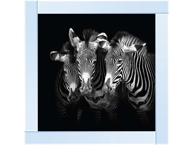 Zebra Triptych