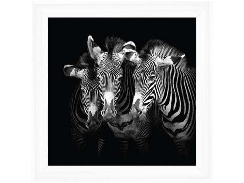 Zebra Triptych