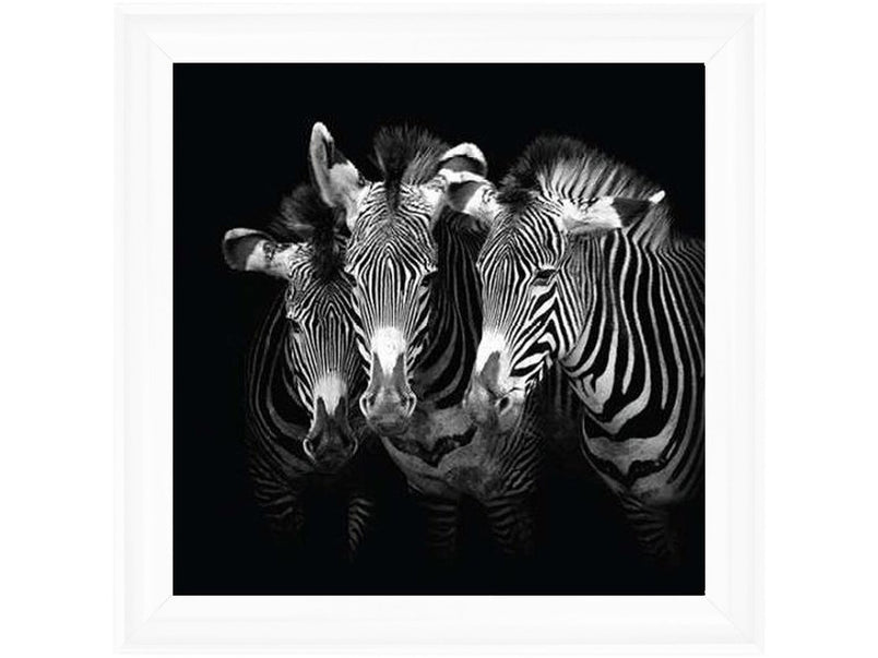 Zebra Triptych