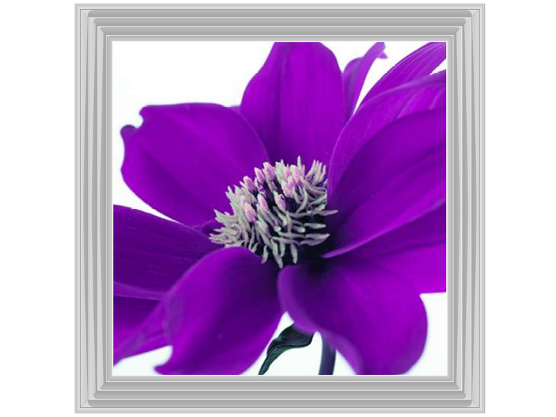 Purple Dahlia, Assaf Frank