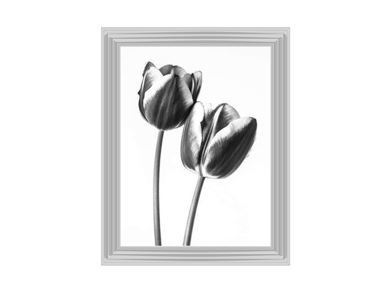 Tulips on white background