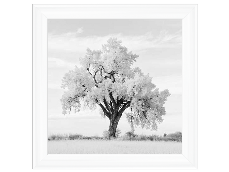 Lone Oak Tree Black & White