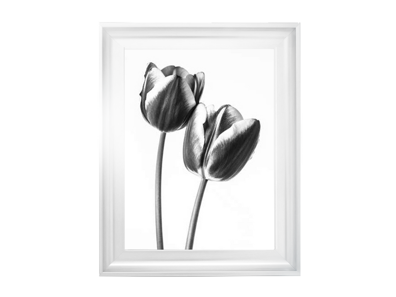 Tulips on white background