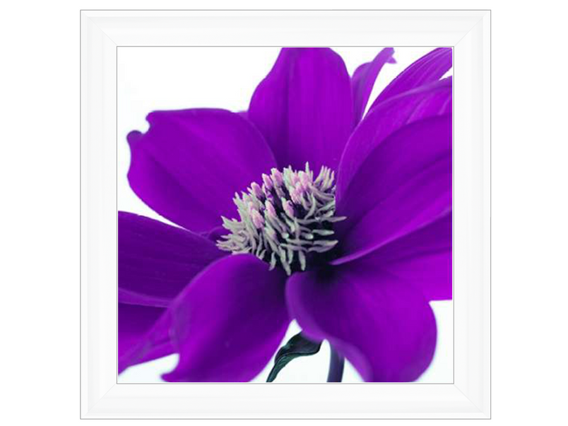 Purple Dahlia, Assaf Frank