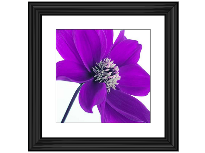 Purple Dahlia I by Assaf Frank