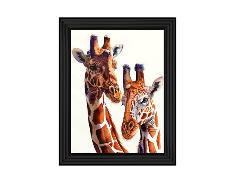 Safari Giraffes