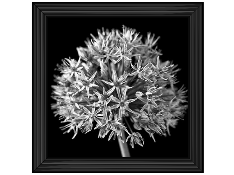 Black Allium 1