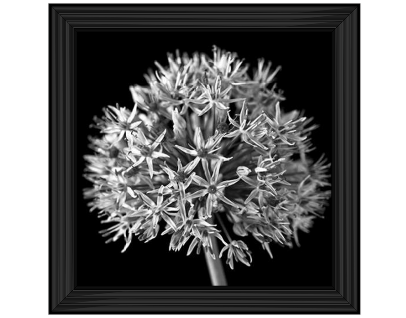 Black Allium 1