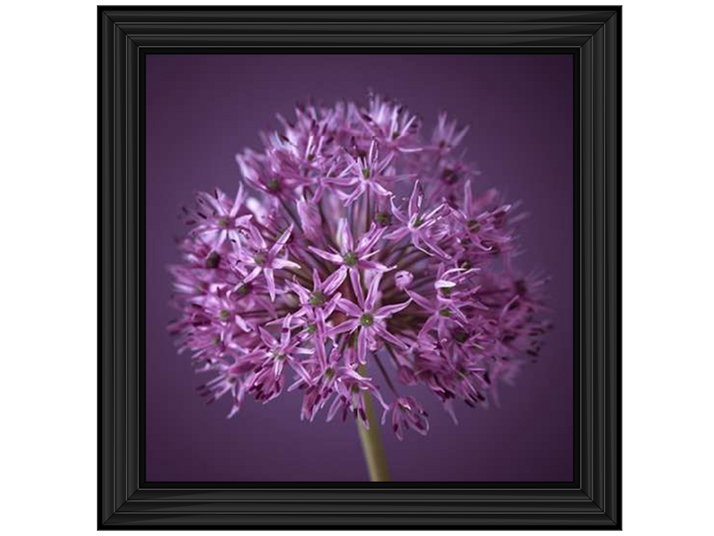 Purple Allium 1 by Assaf Frank