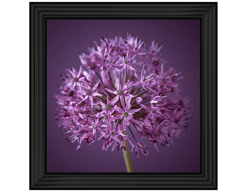 Purple Allium 1 by Assaf Frank