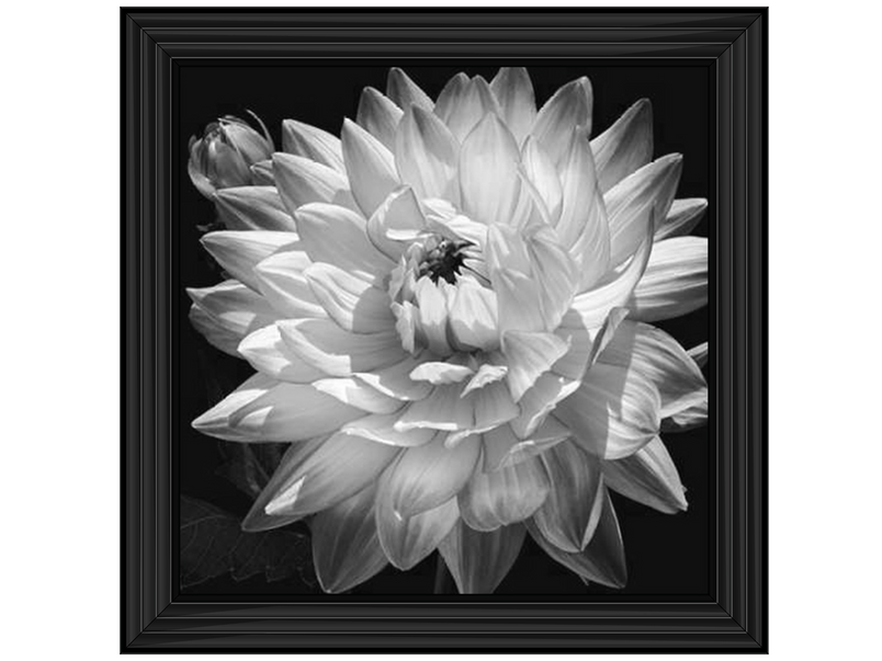 White Dahlia II