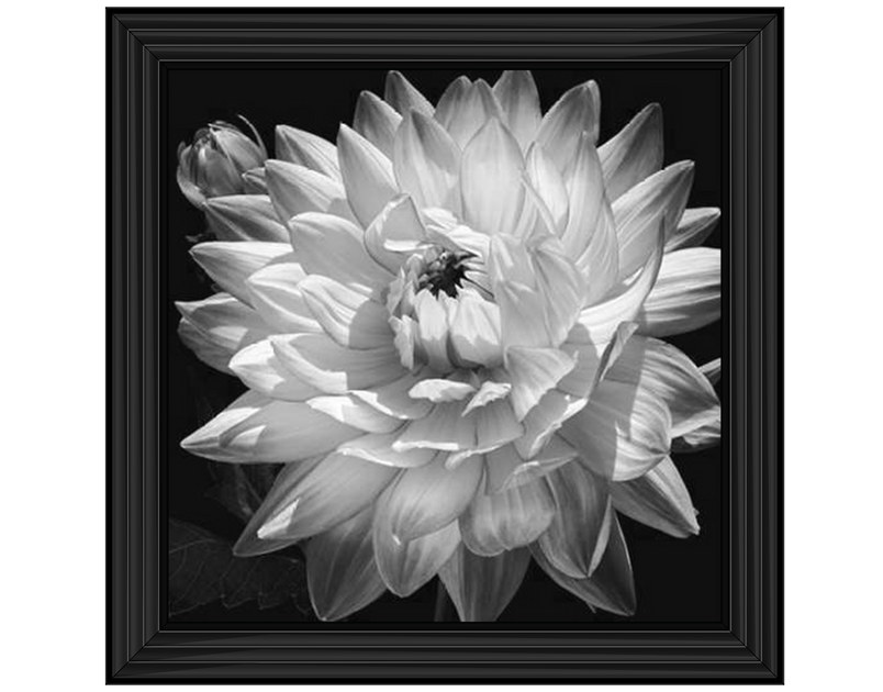 White Dahlia II