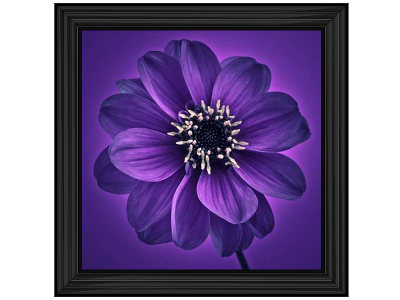 Purple Dahlia on Purple Background I by Assaf Frank