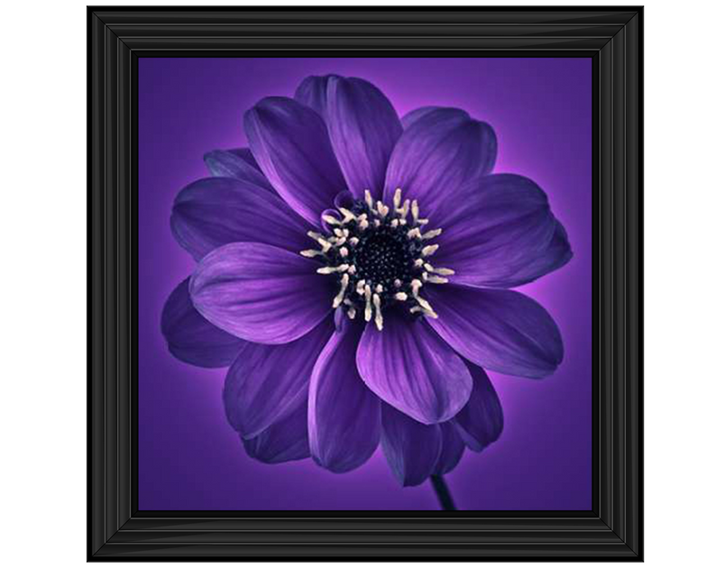 Purple Dahlia on Purple Background I by Assaf Frank