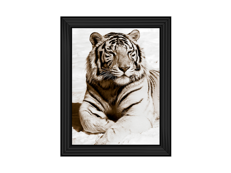 African Animals Series - Tiger A