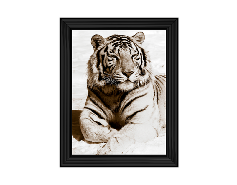 African Animals Series - Tiger A