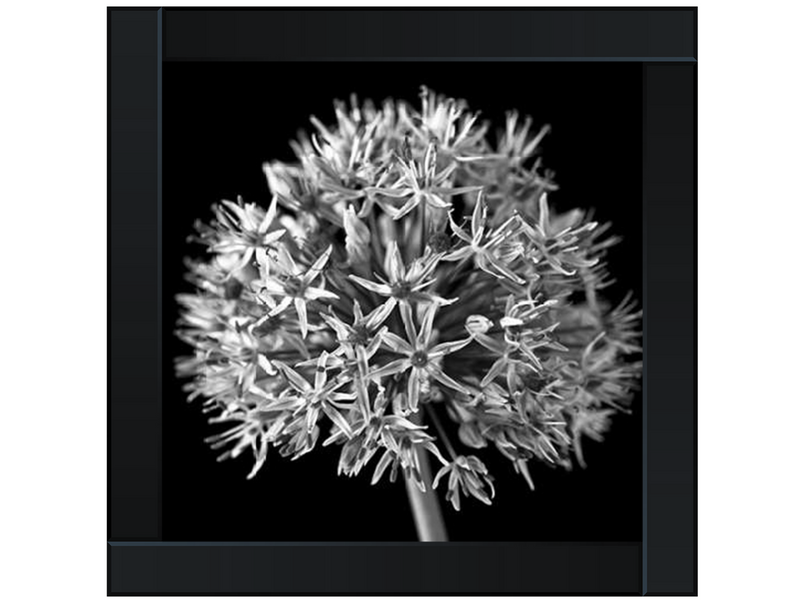 Black Allium 1